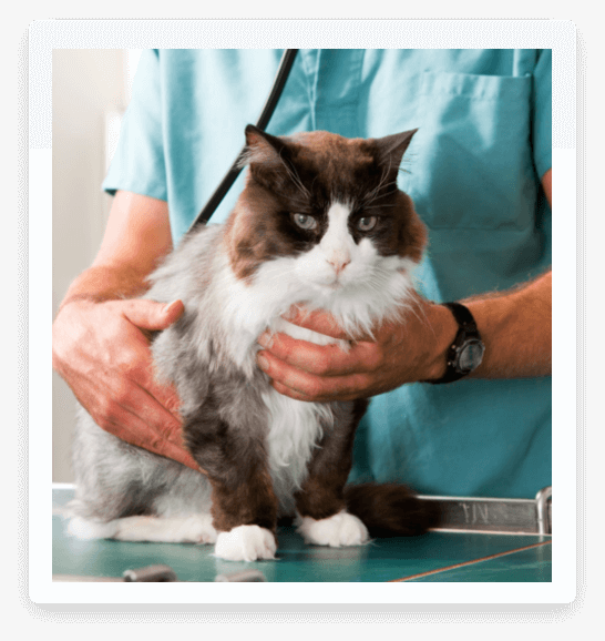 pet vet services