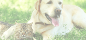 dog and cat pet services