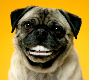 smiling-pug-300x270.png
